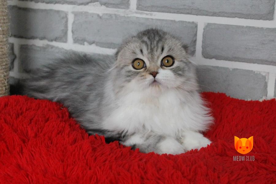 Indigo MeowClub *BY